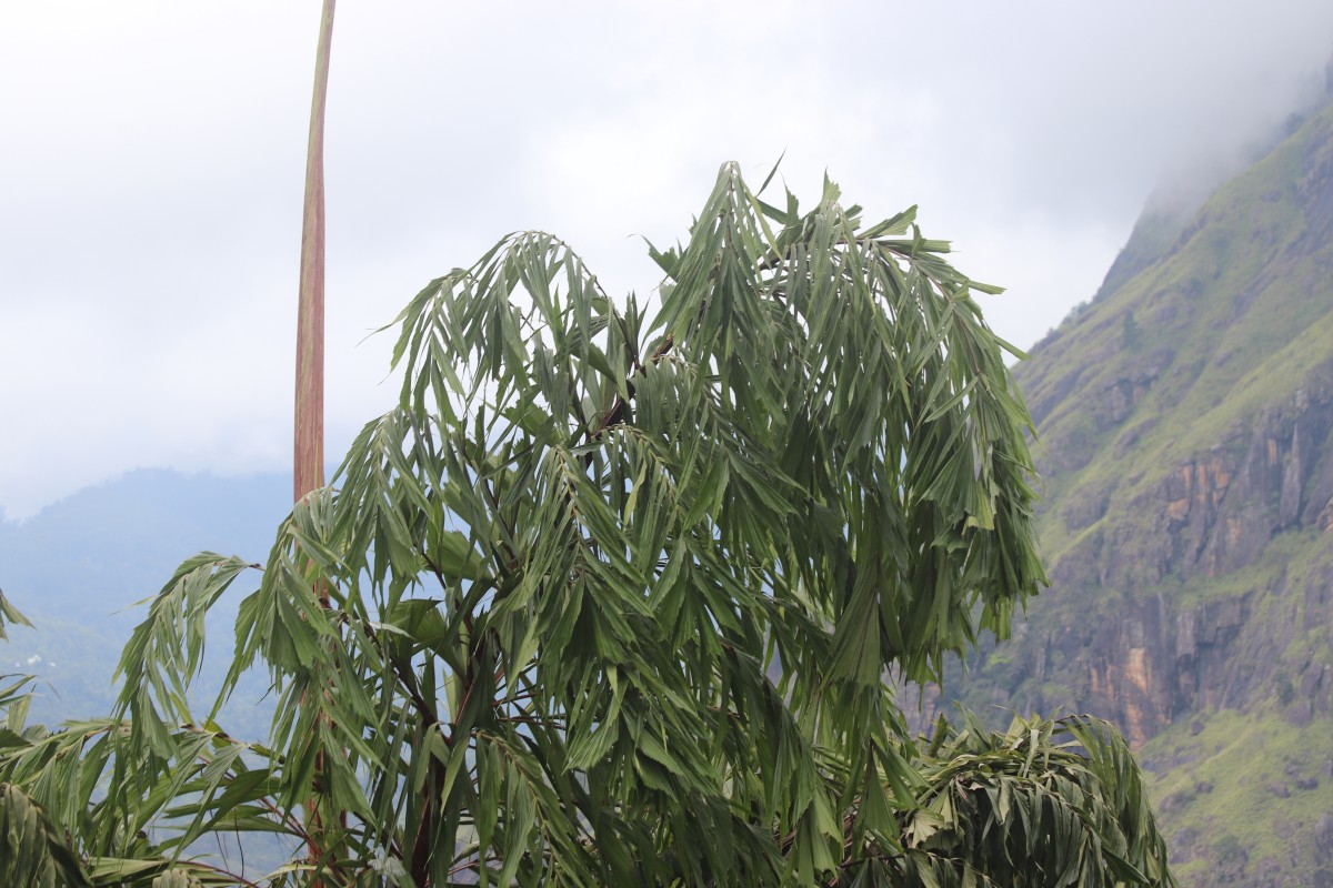 Caryota urens L.